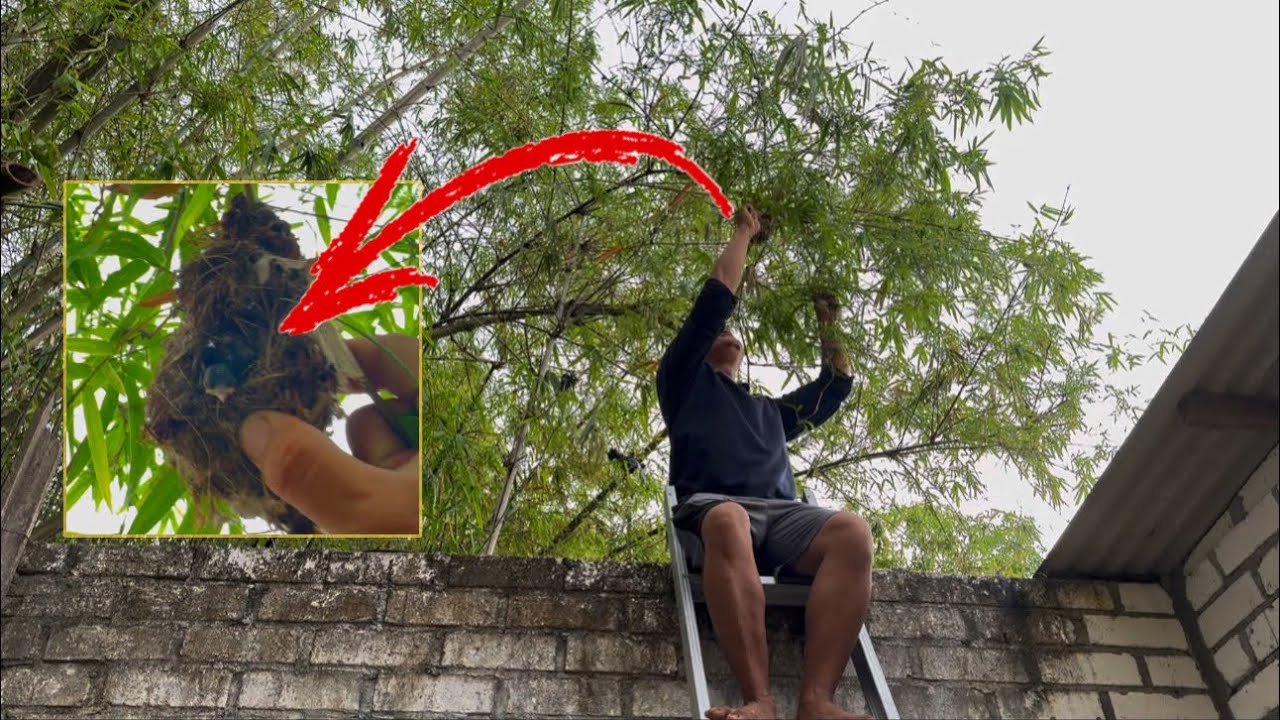 Dapat info dari teman, dibelakang rumahnya ada sarang, gass kita pantau 😁