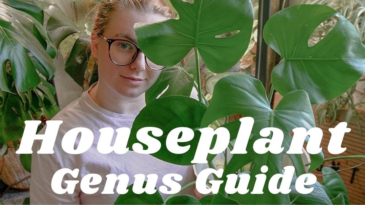 50 Common & Wishlist Houseplants You Need To Know About