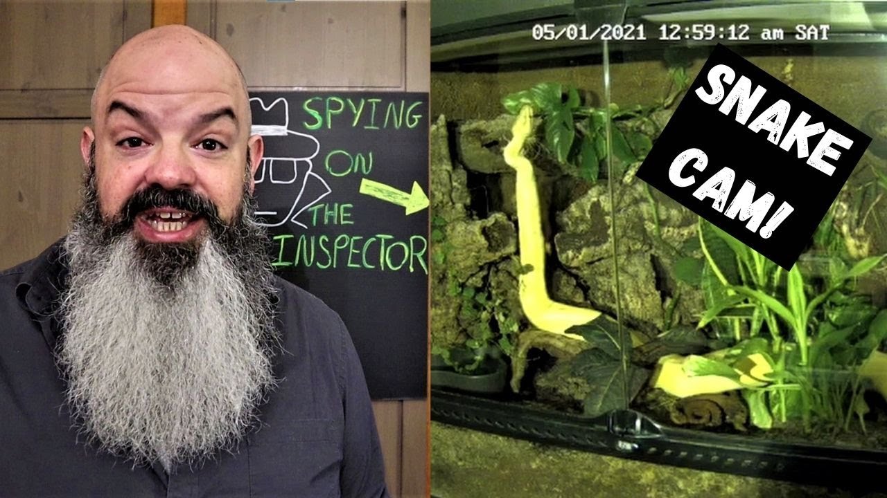 Bioactive Night Cam: Spying On My Ball Python
