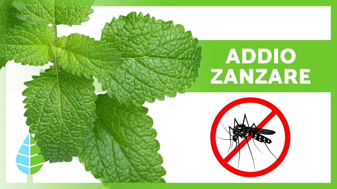 10 Migliori PIANTE ANTIZANZARA 🪰🌿 | Piante per respingere le zanzare