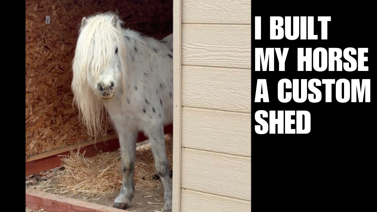 Mini horse gets a custom run-in shed built ~ Sparkler the Mustang Week 8 update