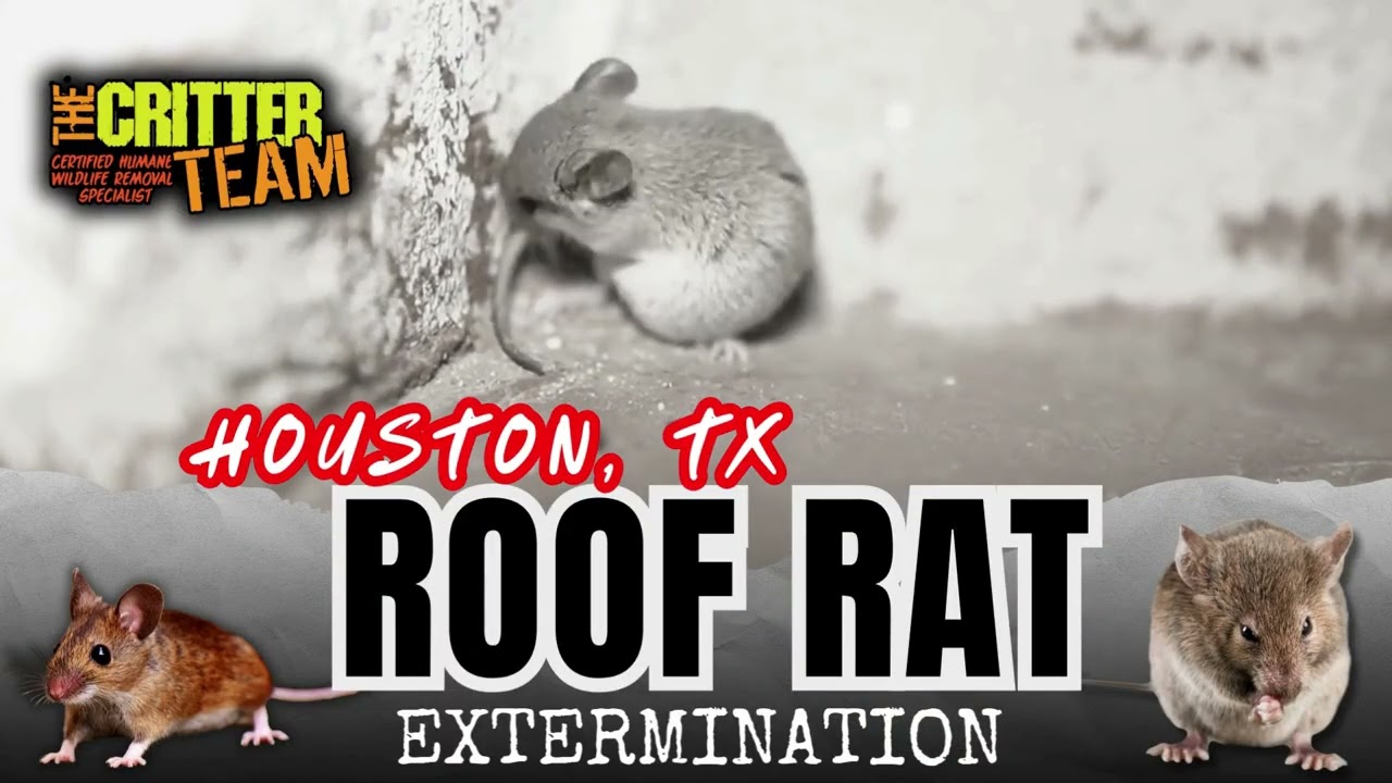 Houston, TX Roof Rat Removal (281) 667 0171 - The Critter Team