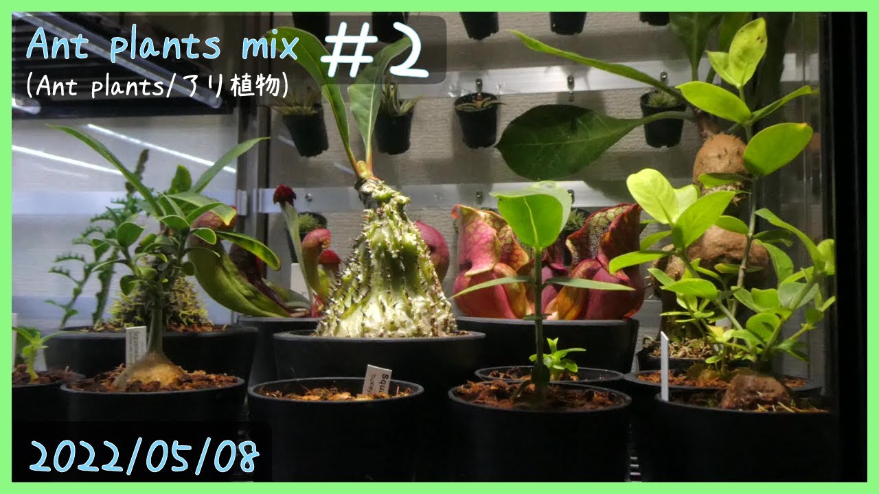 アリ植物栽培日記 Ant plants mix ＃2《アリ植物》