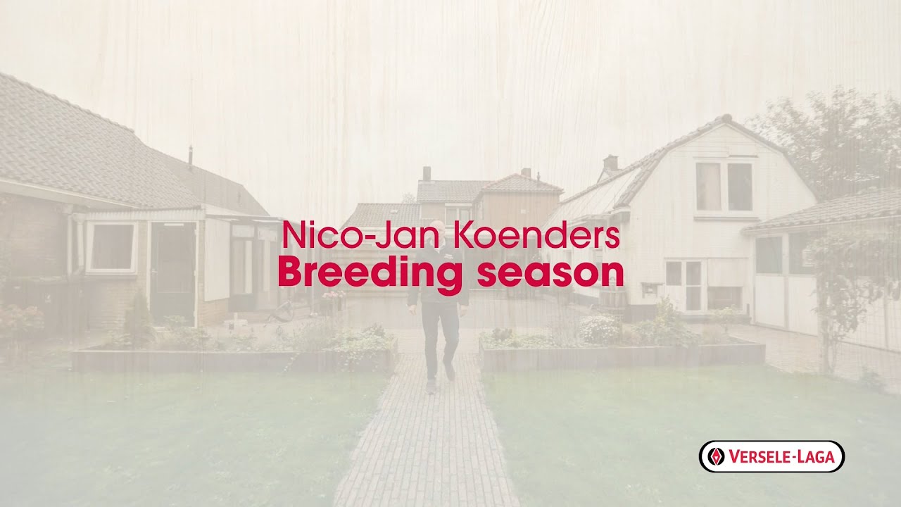 Nutrition tips for pigeon breeders of Nico-Jan Koenders - breeding season