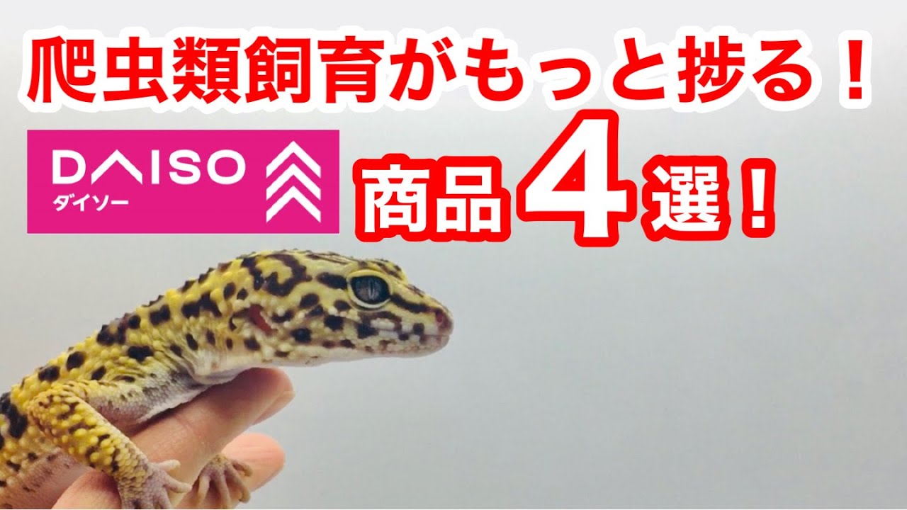 飼育QOL爆上げ！爬虫類飼育が捗る100均商品4選！【ダイソー】