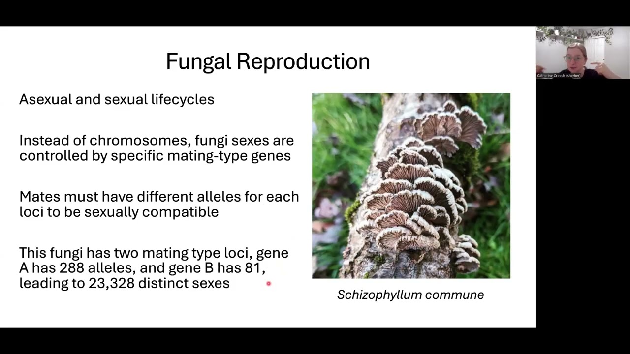 BI222 Week 2 Lecture 2 Fungi Evolution and Lifecycles
