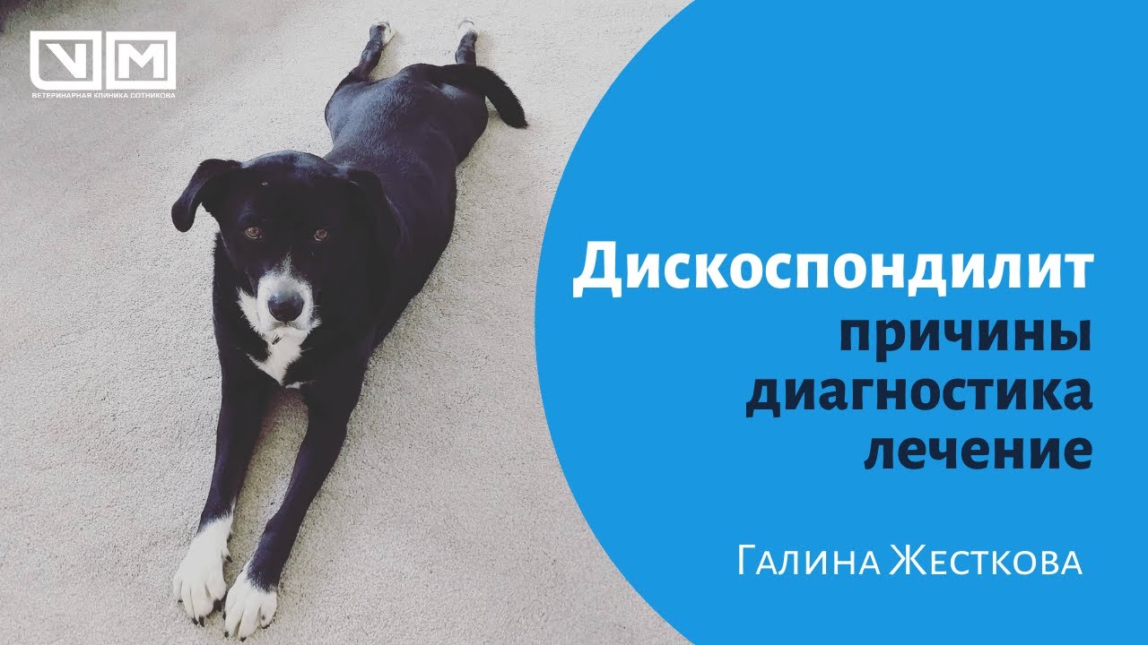 Дискоспондилит