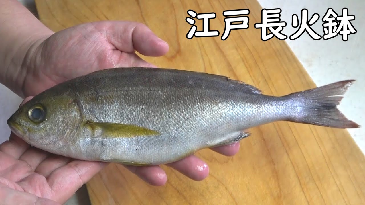 夏が旬のイサキ-Chicken Grunt-【Japanese food 江戸長火鉢】