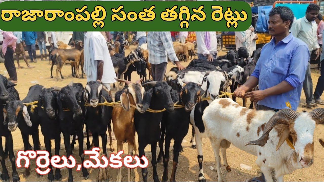 రాజారాంపల్లి అంగడి తగ్గిన గొర్రెల మేకల రెట్లు rajarampalli goat&sheep market