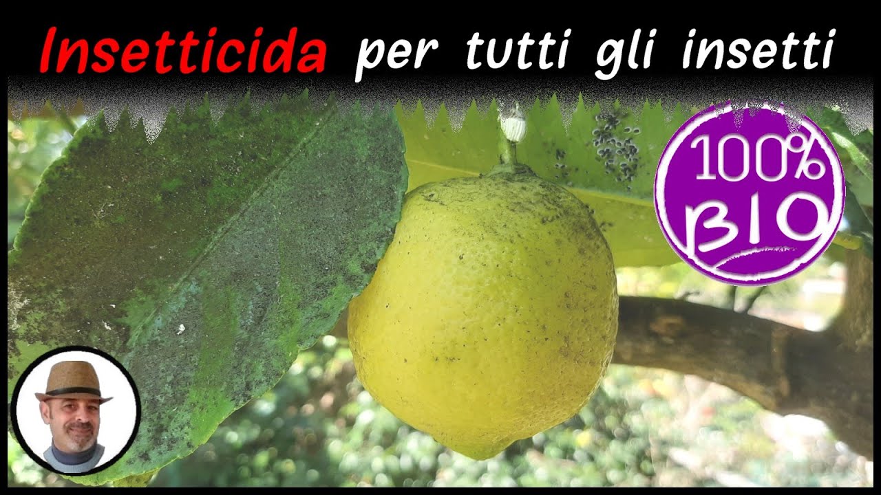 INSETTICIDA PER TUTTI GLI INSETTI