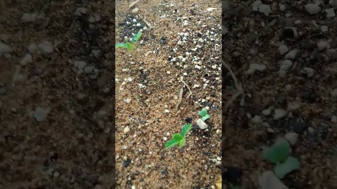 نمو سريع للبذور البرية بعد هذه الطريقة