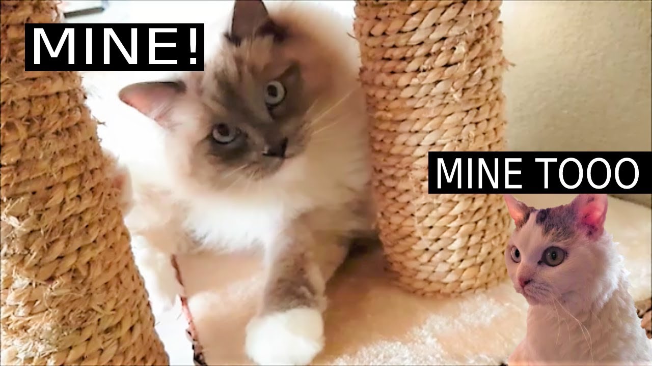 Can Your Cat Share the Cat Tree? | Bowie The Ragdoll Cat & Bella The Lambkin Kitten