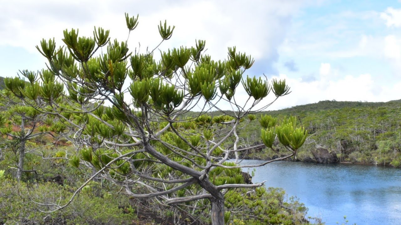 New Caledonia Botany & Eau-de-Toilette Ultramafic Special