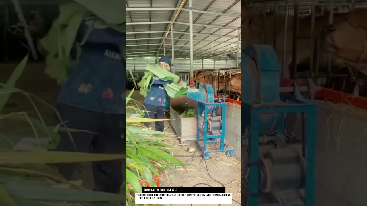 Chaff Cutter Tool Technology Innovation for Cattle Farm Feeding