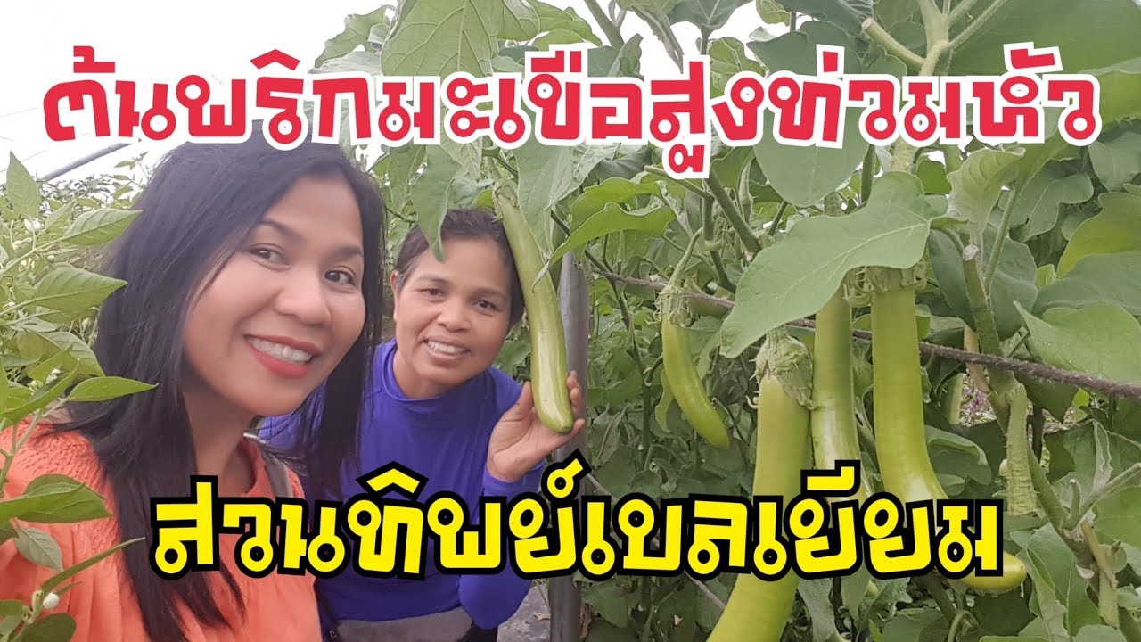 ต้นพริก มะเขือสูงท่วมหัวสวนพรทิพย์ สวนผักไทยในเบลเยียม Thai garden in Belgium by Eidsy Easy