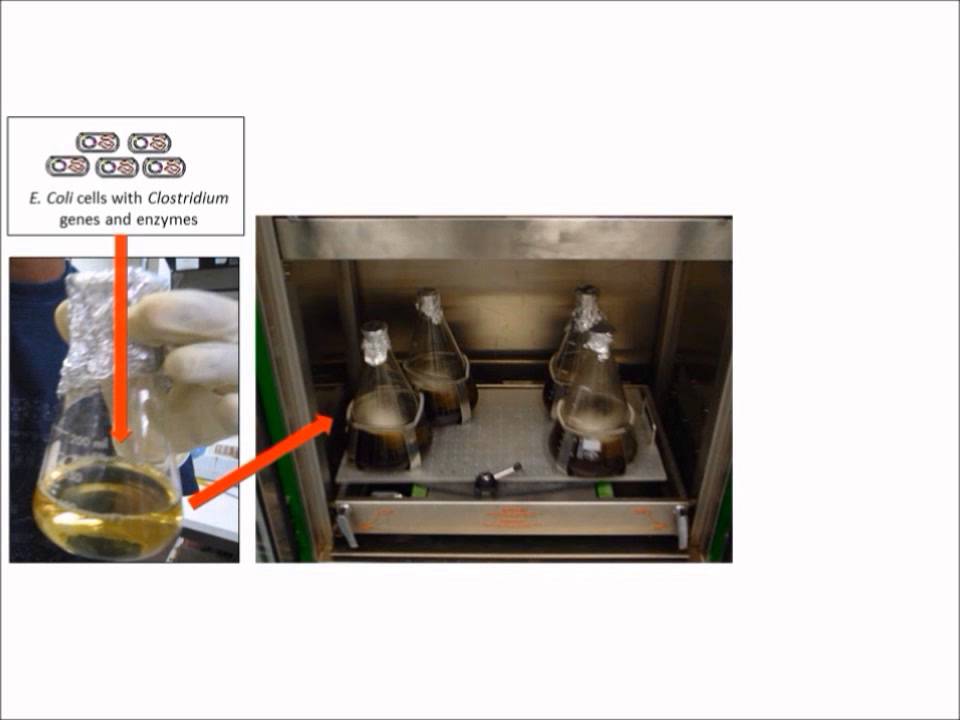 The Production of Butanol by E. coli and its Use as a Biofuel