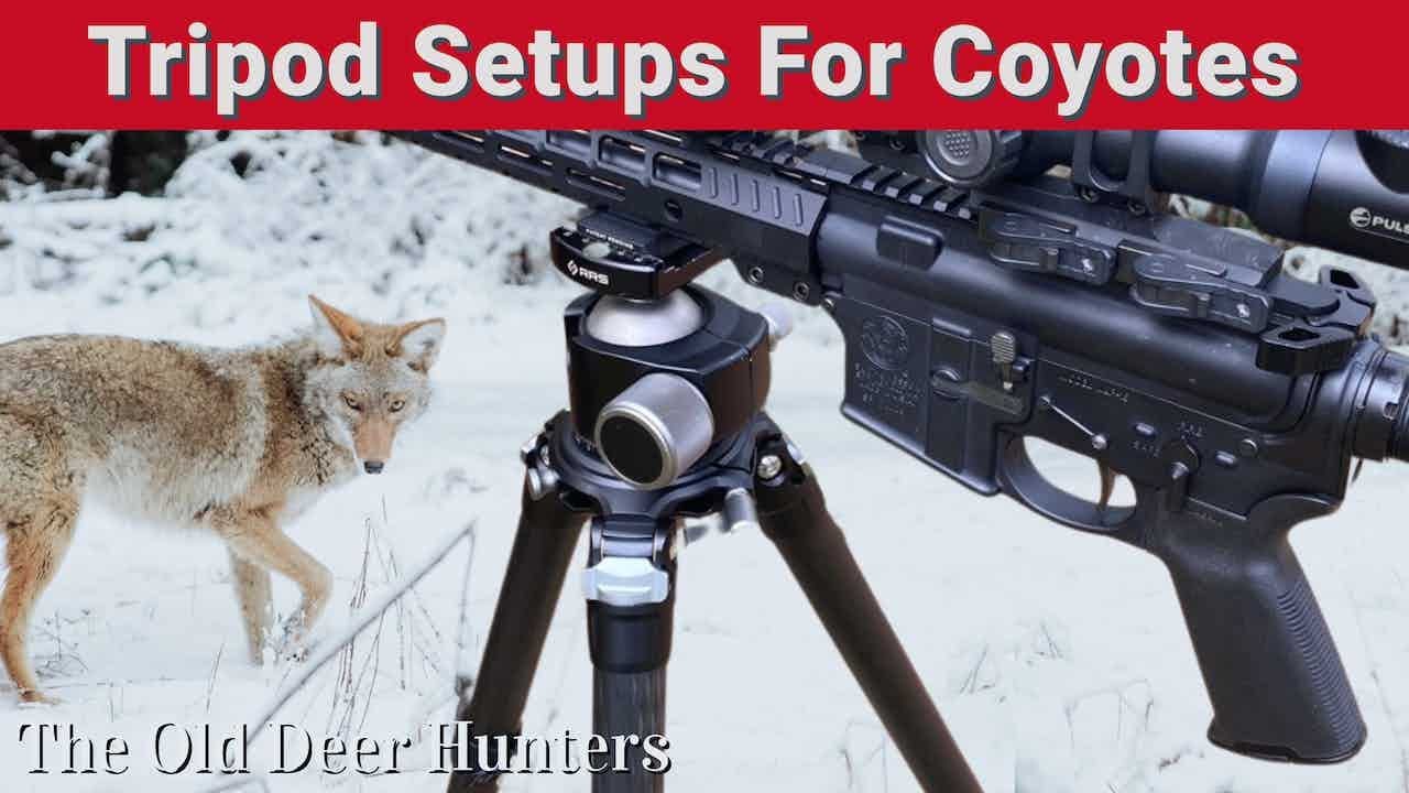 Optimizing Your Coyote Hunting: Tripod Setups for Precision Results!