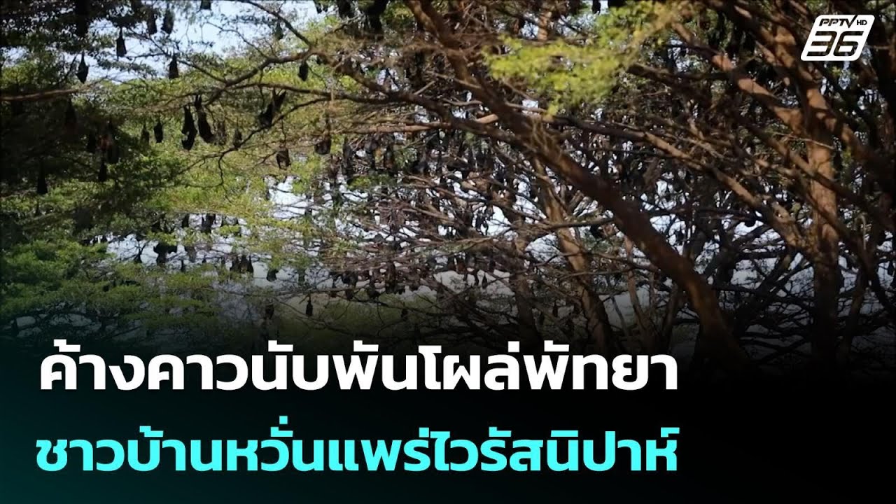ค้างคาวนับพันโผล่พัทยา ชาวบ้านหวั่นแพร่ไวรัสนิปาห์ | เข้มข่าวค่ำ | 25 ม.ค. 69