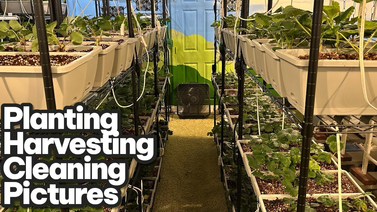 Planting, harvesting, cleaning and taking pictures