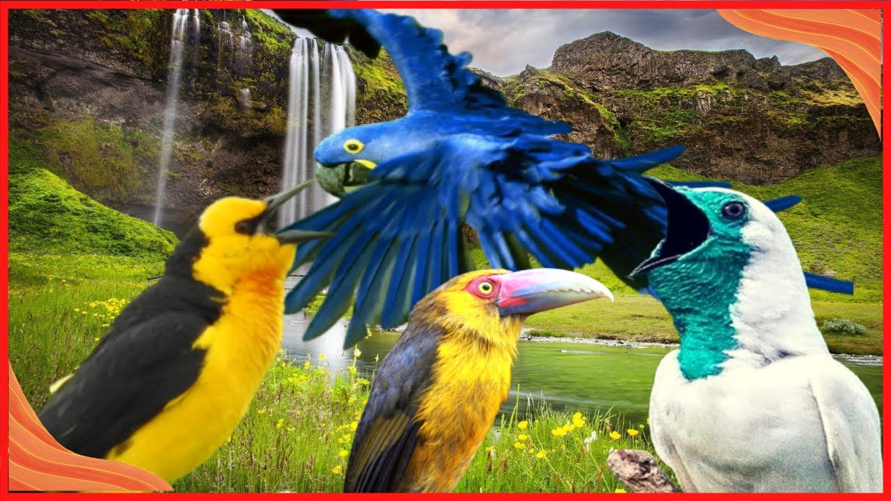 aves  belas e incr&iacute;veis