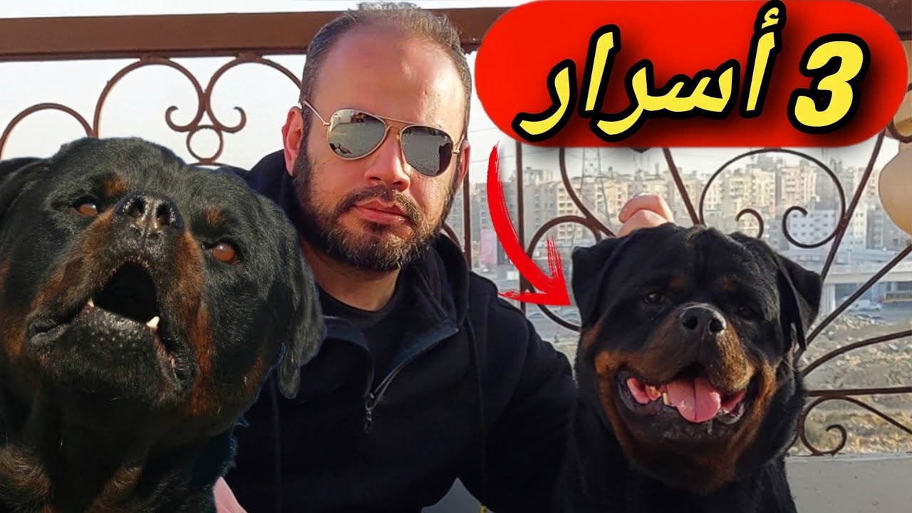 روت وايلر - سر الولاء والقوة في رفيق واحد - الروت وايلر..ولماذا يجب عليك اقتناء كلب الروت وايلر؟