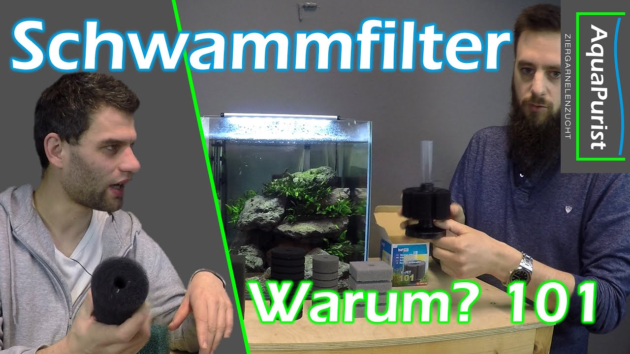 Schwammfilter: Warum eigentlich?