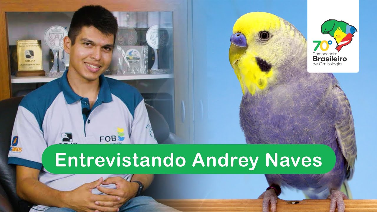 Entrevista com Andrey Naves - Novo segmento em julgamento - Periquitos de Cor - POC