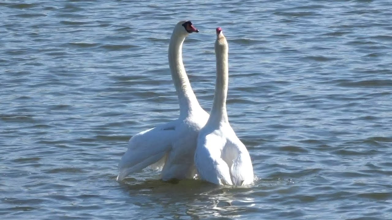 Lebede, imperechere - Mute Swans mating