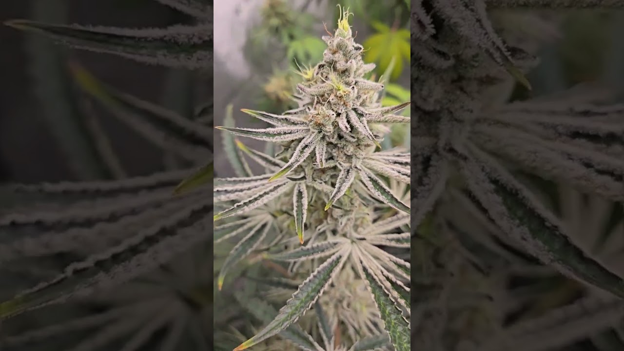 Day 44 Flower - Mad Shark Genetix Grow
