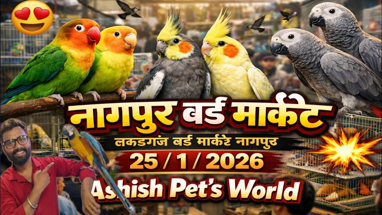 25/1/2026 😍 Nagpur Bird Market 😍 लकड़गंज बर्ड मार्केट नागपूर 💥  !! Ashish pet's world !! 