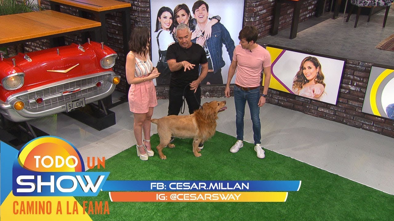 Amor perruno: César Millán nos enseña a domesticar a tu peludo si está muy consentido.