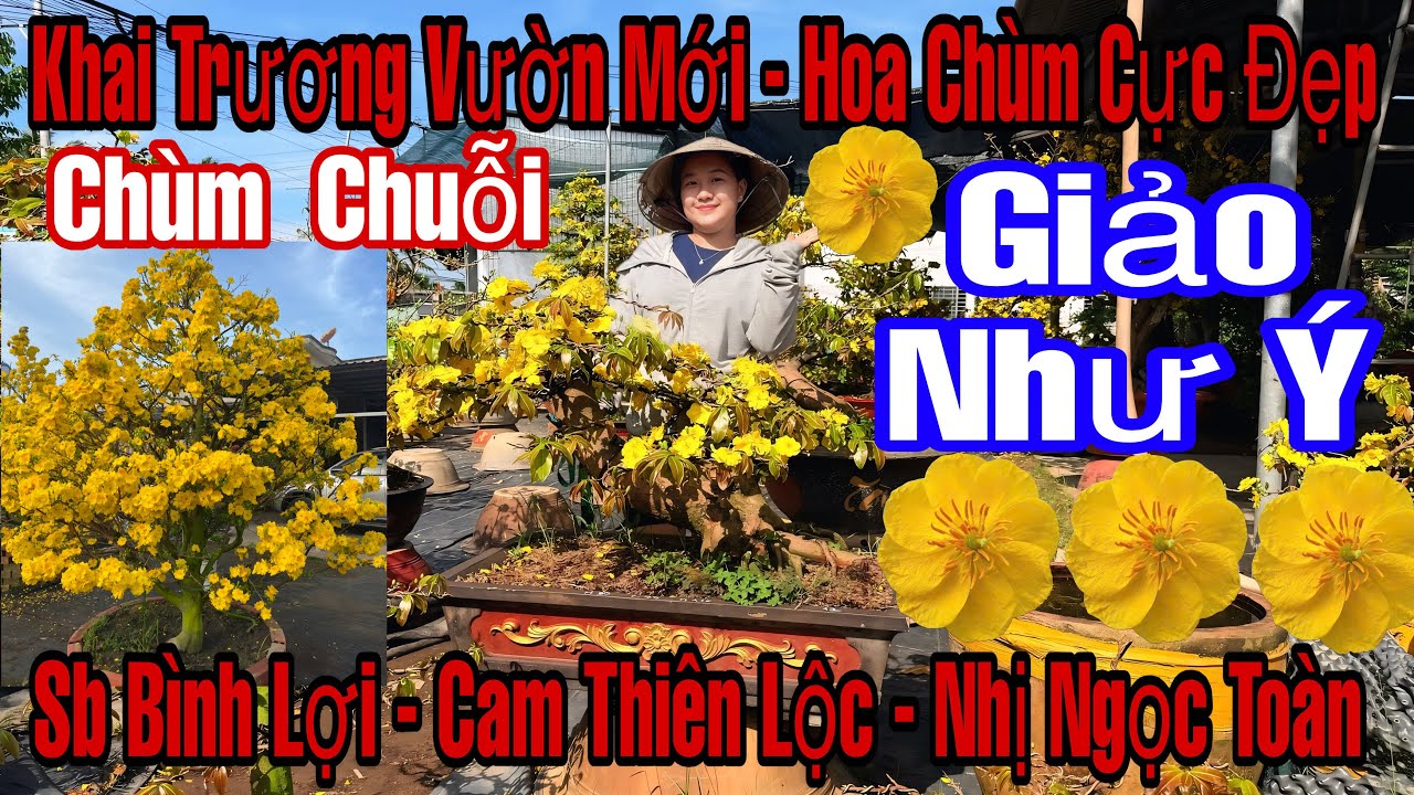 Mùng 3☎️0378173426☎️🌲Mai Vàng Giá Rẻ🌲Giảo Như Ý-Cam Thiên Lộc-Ngọc Toàn-Bình Lợi….🌲