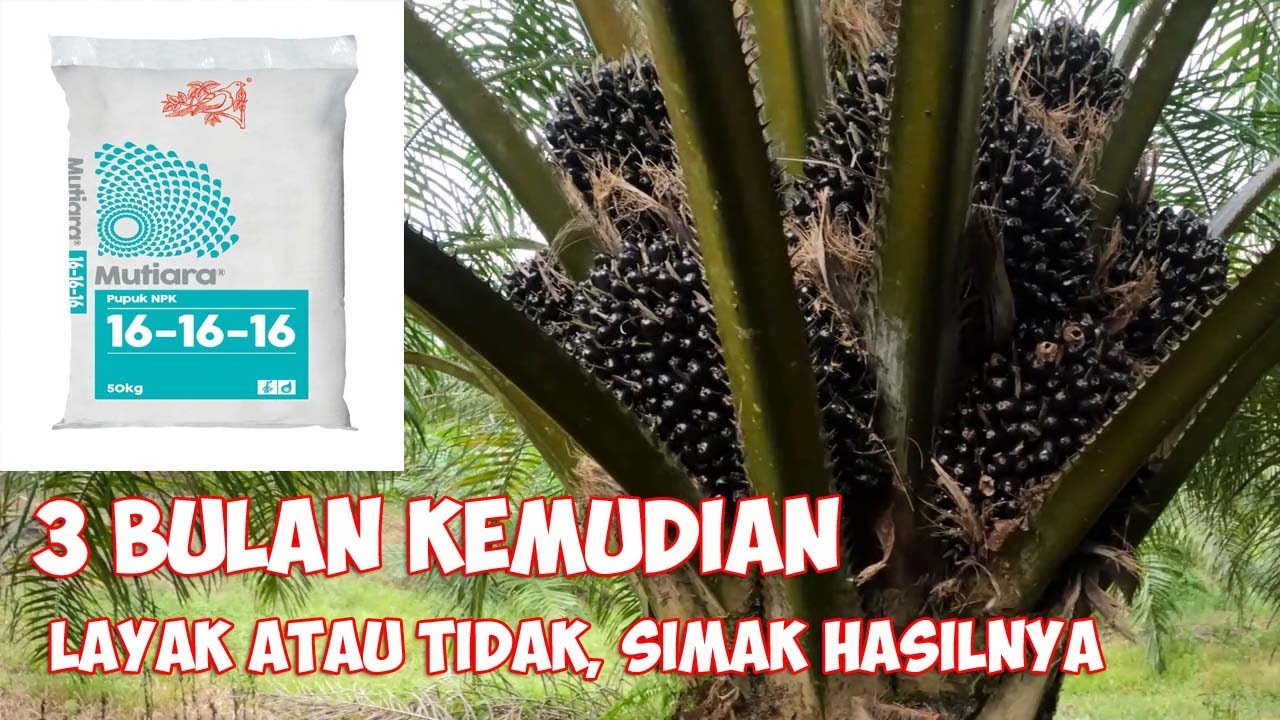 HASIL PUPUK NPK 16 16 16 SETELAH 3 BULAN KELAPA SAWIT
