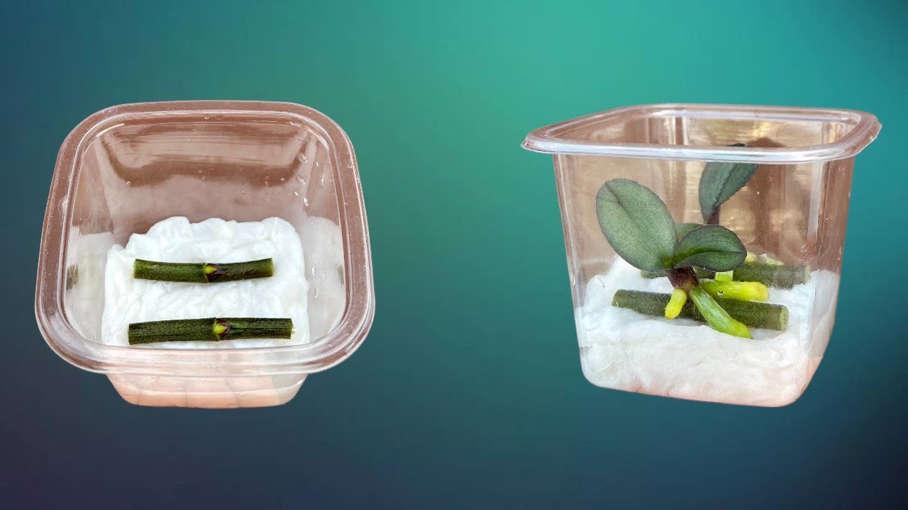 Tips for propagating orchids in plastic cups! You will have an orchid garden right away