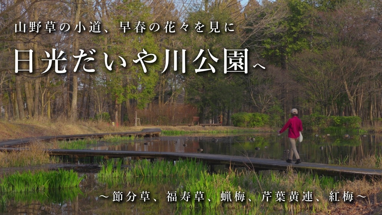 【セツブンソウ】春を探しに日光だいや川公園へ【セリバオウレン】