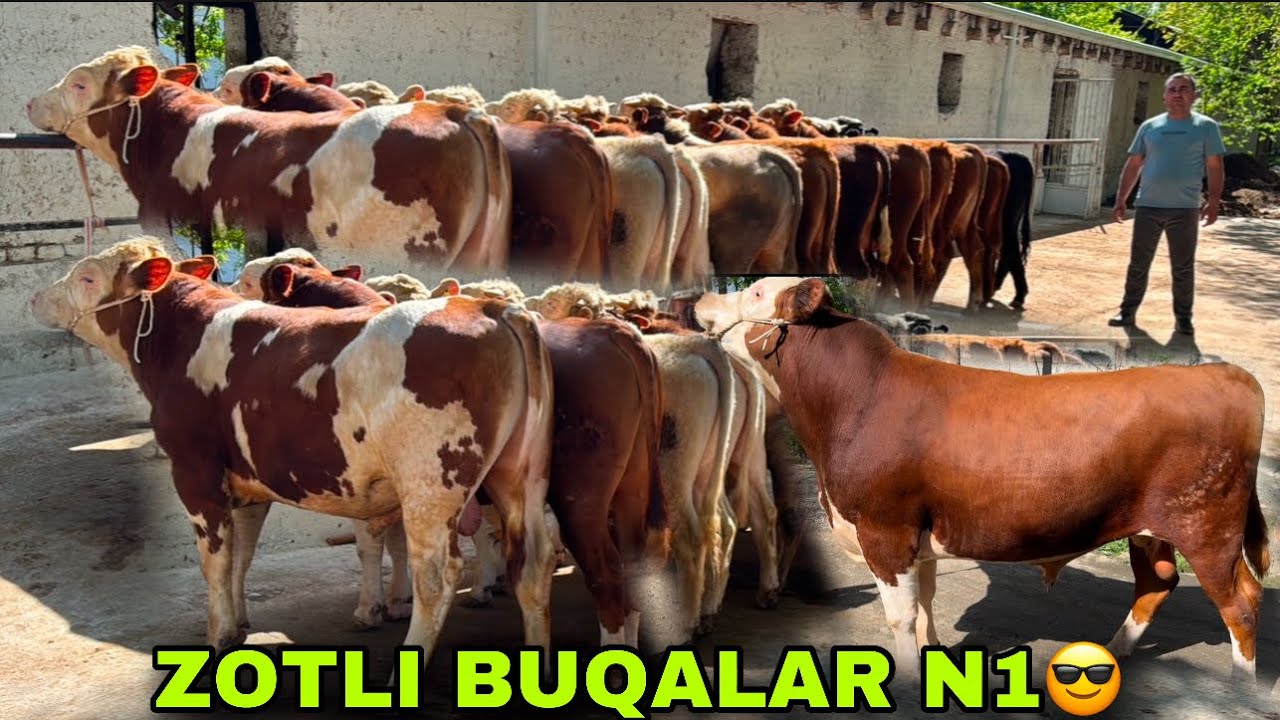 SEMENTAL GEREFORT BUQALARNI N1 OPTOM JOYI👍👍👍