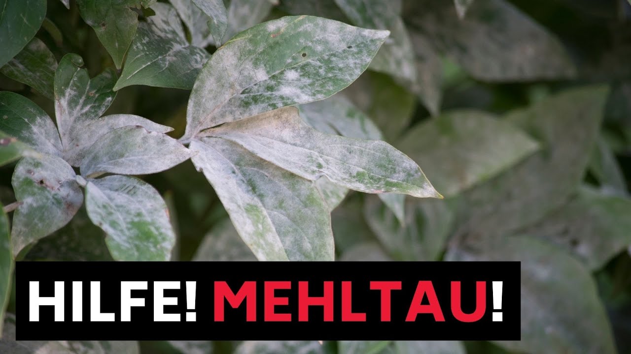 Mehltau - Erkennen, vorbeugen und bek&auml;mpfen! (Echter und Falscher Mehltau)