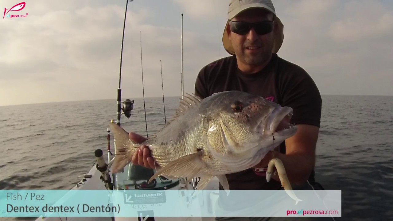 Crazy Sand Eel: dentones usando dientes de sierra
