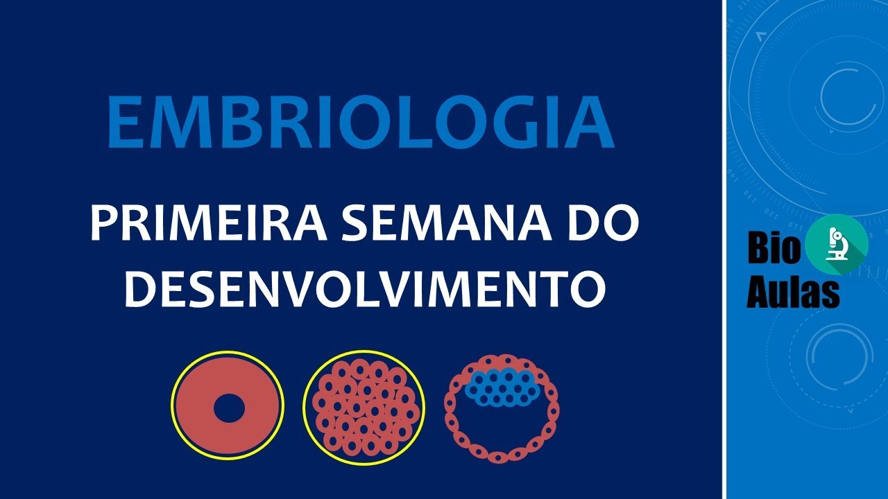 Primeira Semana do Desenvolvimento: Clivagem do Zigoto, Formação do Blastocisto (Embriologia Humana)