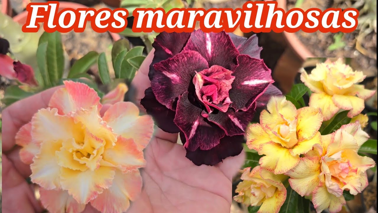 🚨NOVIDADES E  PROMOÇÃO !  Enxertos disponíveis , kits , sementes e muitas flores lindas 