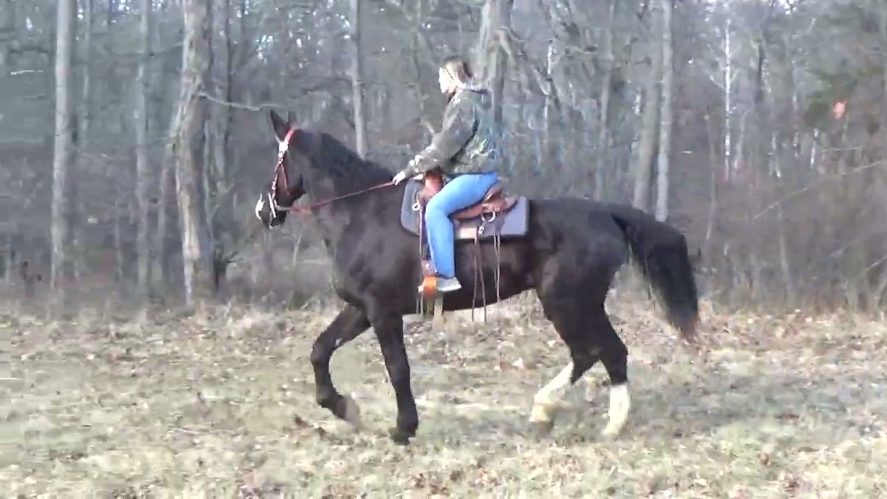 ***sold Donny- Very sweet Gentle Stunning Percheron/Dutch cross