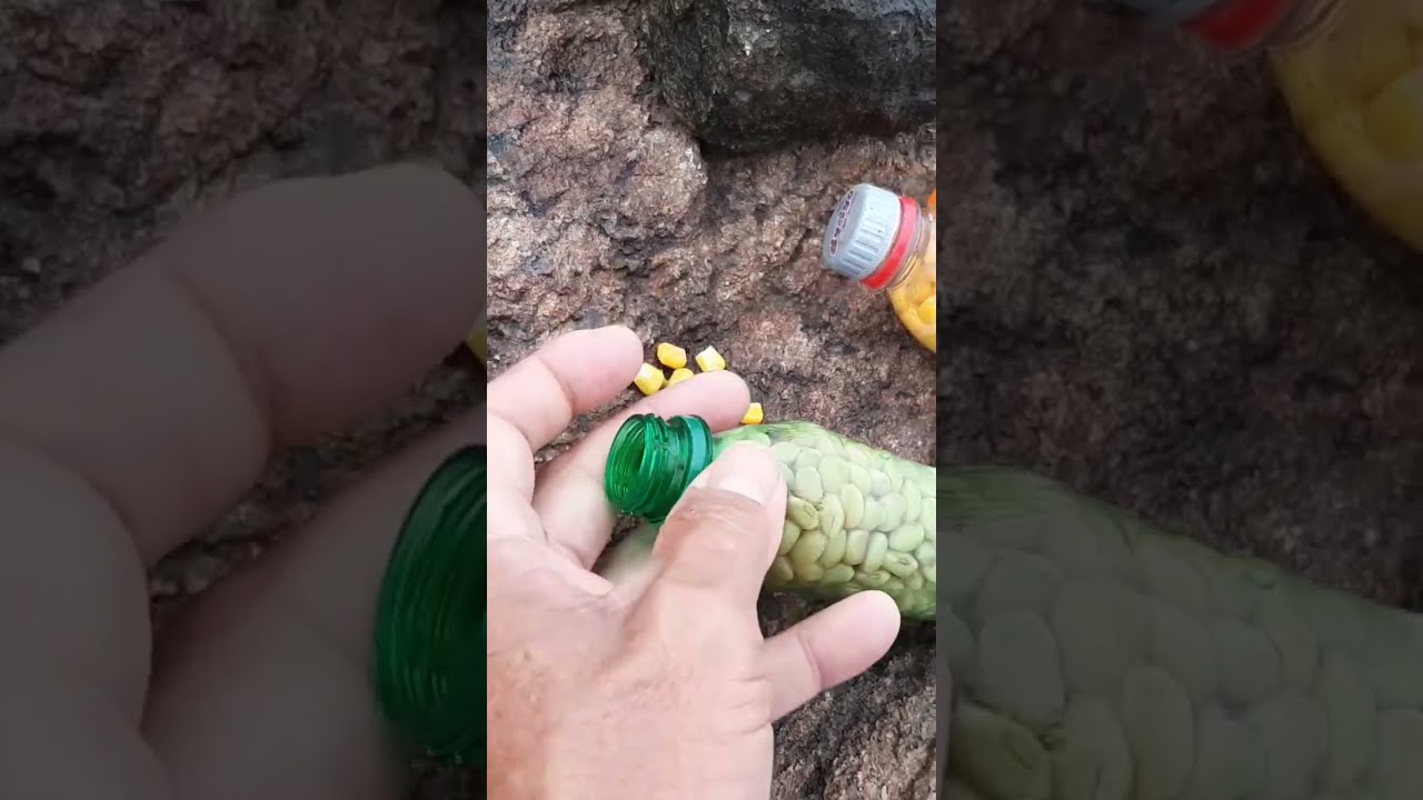 As ISCAS certa para PIAU, PACU.