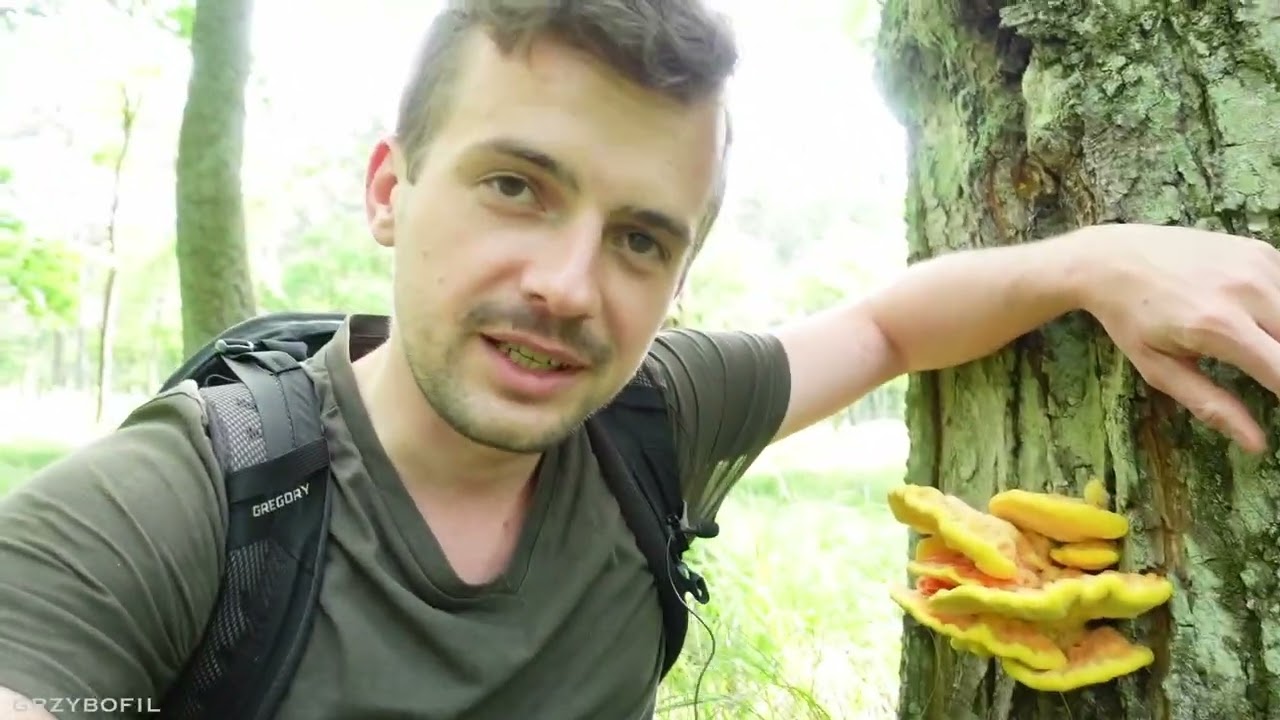 Jest PUSZCZA, są i ŻÓŁCIAKI :)