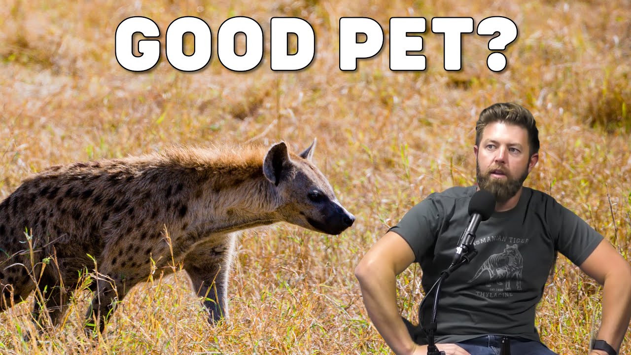 Can Hyenas Be Domesticated?