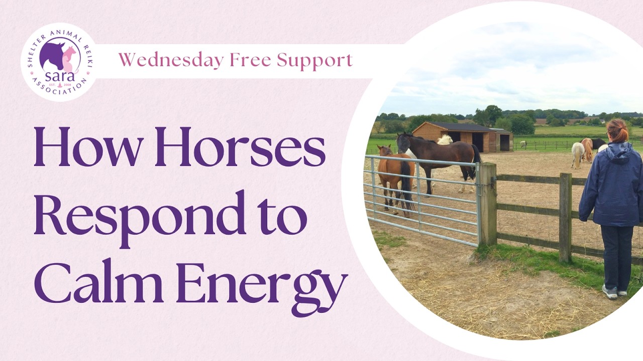 How Horses Respond to Calm Energy | Mindfulness & Animal Reiki in Practice