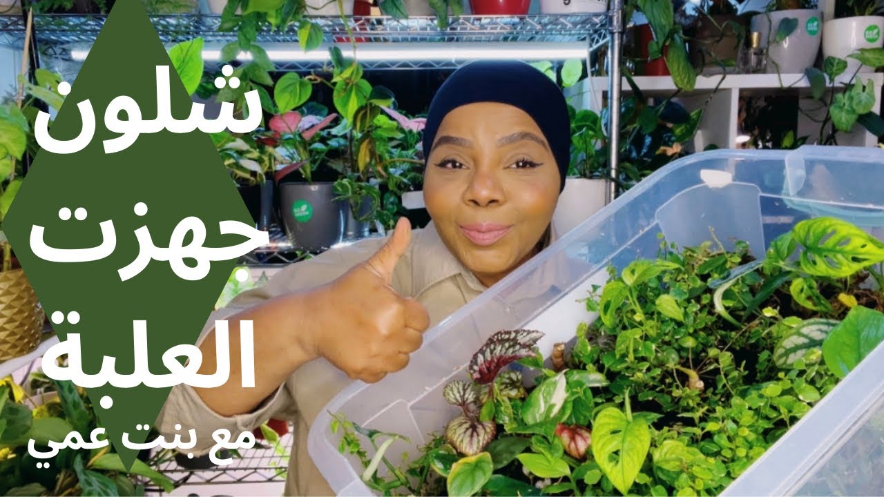 كيف جهزت علبة تجذير النباتات بطريقة سهلة | بمساعدة بنت عمي