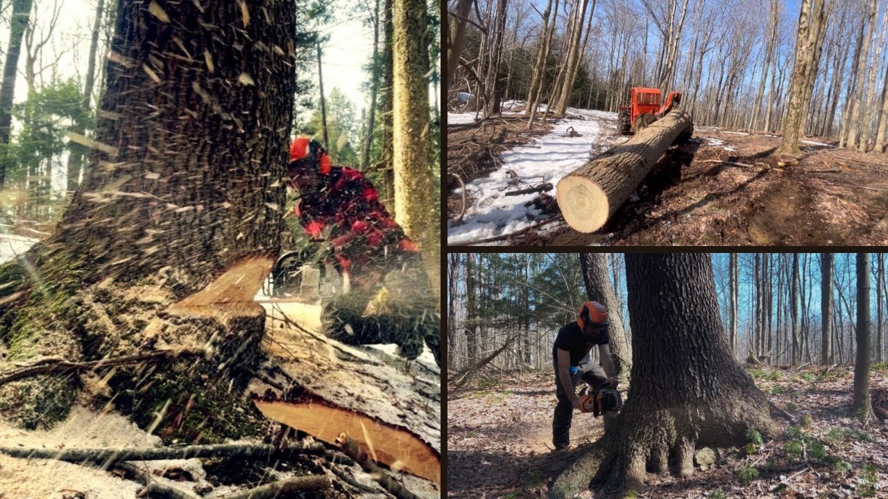 Cutting and Skidding some of the biggest trees on the job so far!