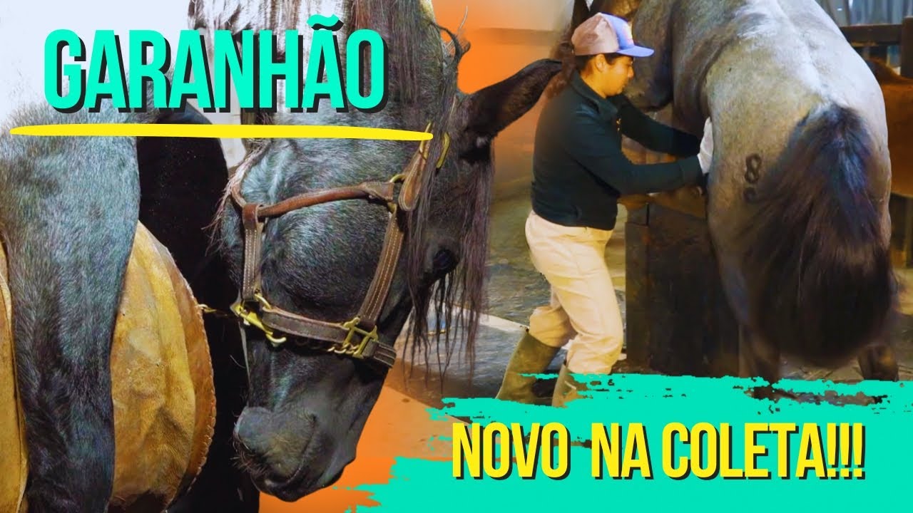 Garanhão novo aprende a saltar no manequim artificial. Visita na LOF Reprodução Equina