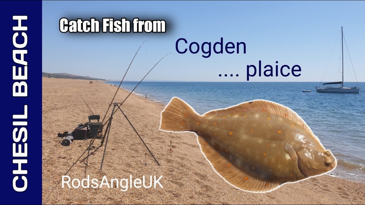 Catch Fish from Chesil Beach: COGDEN   … plaice