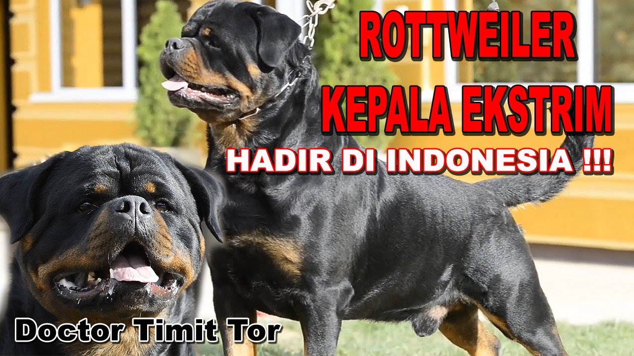EKSTRIM !!! ANJING ROTTWEILER BERKEPALA SUPER EKSTRIM HADIR DI INDONESIA - VON DER SKY KENNEL